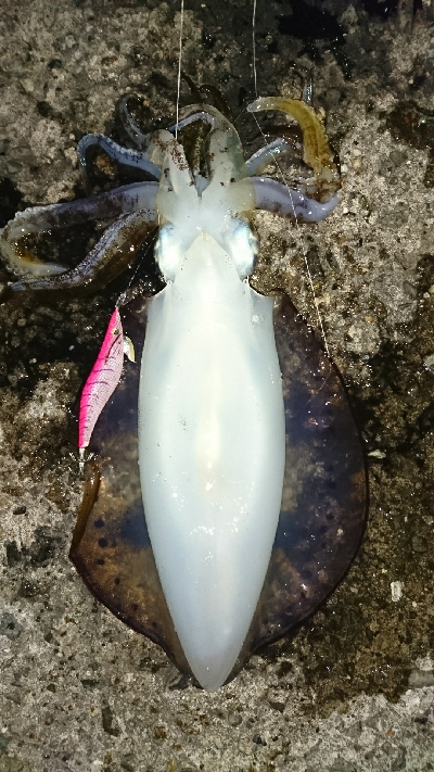 エギング釣行その5 今年初のキロUp!