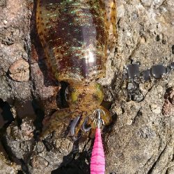 エギング釣行その5