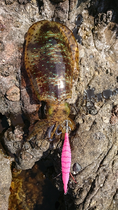 エギング釣行その5