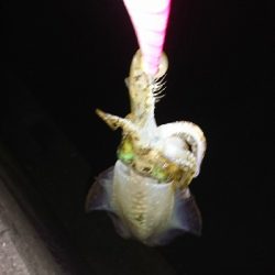 エギング釣行その8