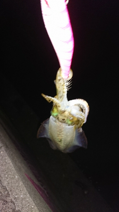 エギング釣行その8