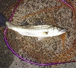 愛しいドブ川にて♪