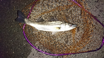 愛しいドブ川にて♪