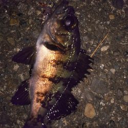 メバルプラッギング!