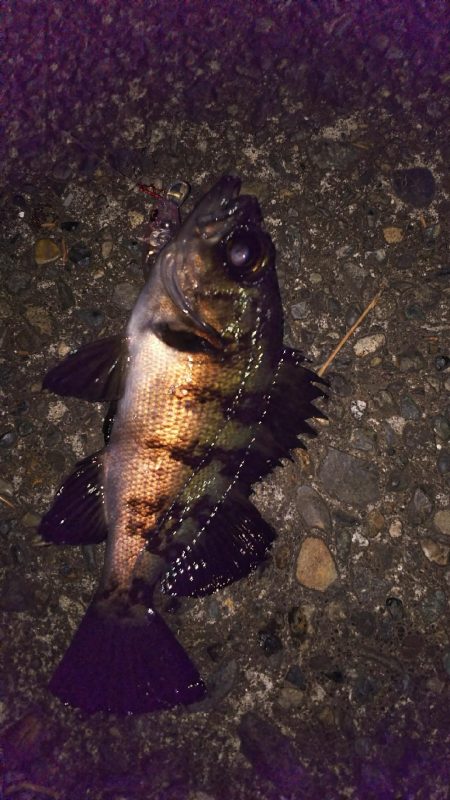 メバルプラッギング!