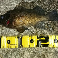 久しぶりの釣行く