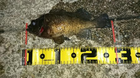 久しぶりの釣行く