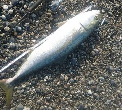 桂浜１番サーフ