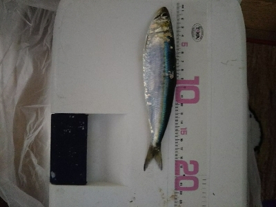 クーラー満タン