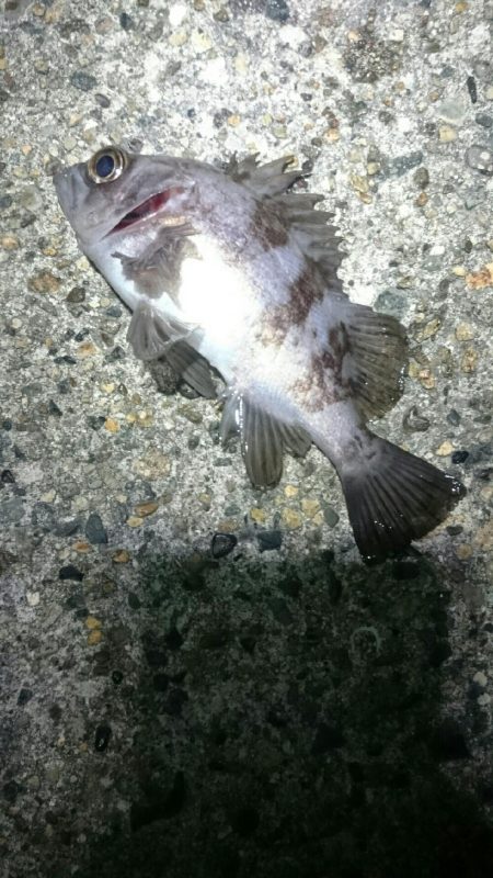 短時間メバリング