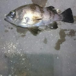 強風極寒メバリング。