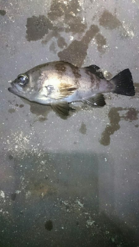 強風極寒メバリング。