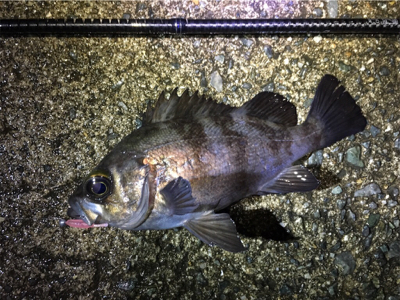 フロートリグでプカプカ