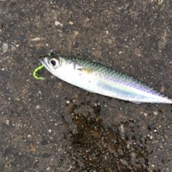 デイライトゲーム