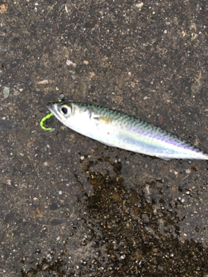 デイライトゲーム