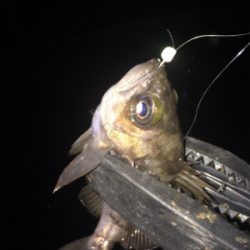 2018 初フィッシュ