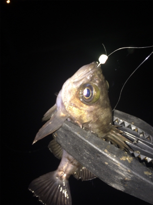 2018 初フィッシュ