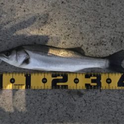 南港でエビ撒き！