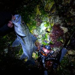 今日もメバルは産卵後パターン