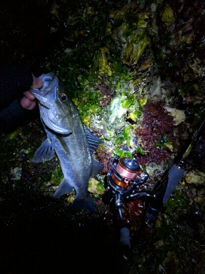 今日もメバルは産卵後パターン