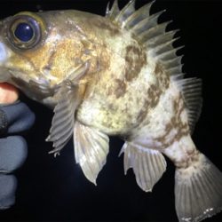 干潮時のサーフメバリング