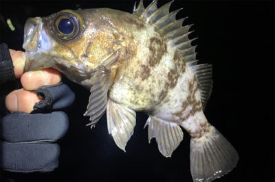 干潮時のサーフメバリング