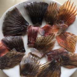 ガシラ釣り〜。