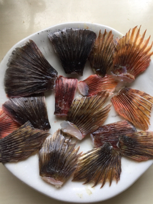 ガシラ釣り〜。