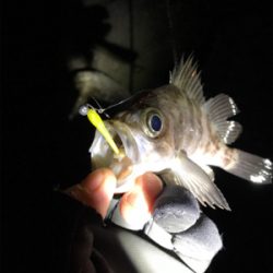 爆風メバリング