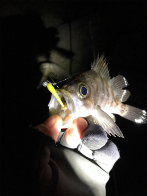 爆風メバリング