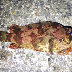 新作自作プラグでのメバリング