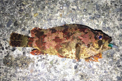 新作自作プラグでのメバリング