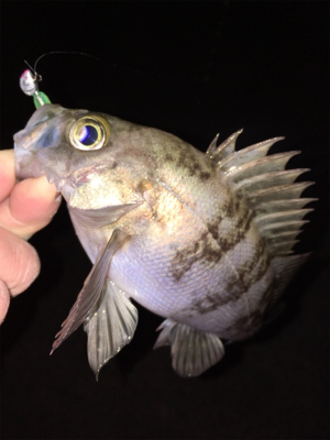 明石周辺メバリング