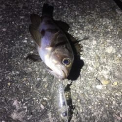 nadaプラグの実釣その1！