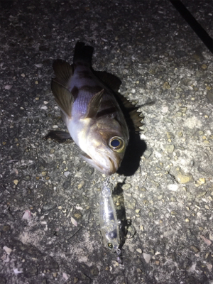 nadaプラグの実釣その1！