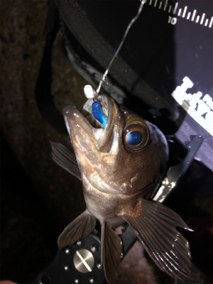 霧の中メバリング