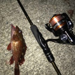 チビガッシーでボウズ逃がれ