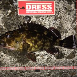 メバルはアフターの回復してるか?