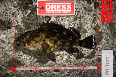 メバルはアフターの回復してるか?