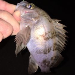 明石メバリング