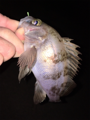 明石メバリング