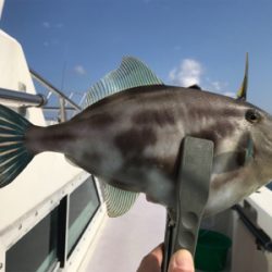 一つテンヤマダイ