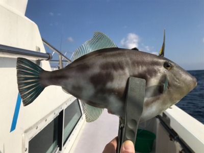 一つテンヤマダイ