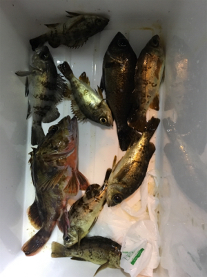 寒すぎやしませんかね…