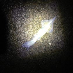 ヤリイカ釣行