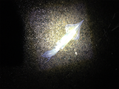 ヤリイカ釣行