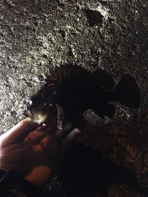 風にも負けず…