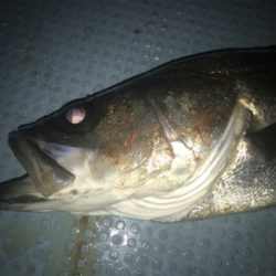 ボートメバル☆