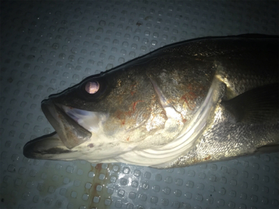 ボートメバル☆