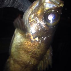 つ抜け逆ギレリベンジ